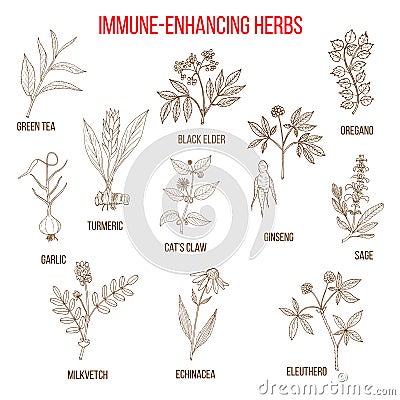 Immune enhancing herbs Vector Illustration