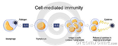 Immune response. Cell-mediated immunity Vector Illustration