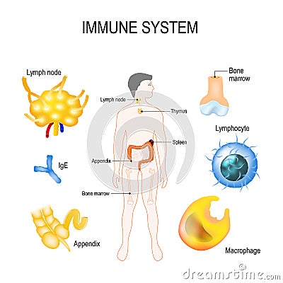 Immune system Vector Illustration