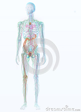 Immune system, medically 3D illustration Cartoon Illustration