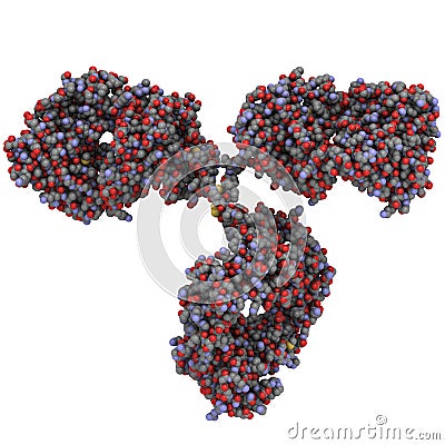 Immunoglobulin G (IgG, antibody) molecule Stock Photo