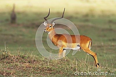 Impala Stock Photo