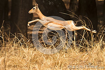 Impala Stock Photo