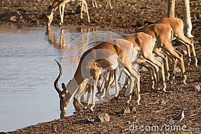 Impala Stock Photo