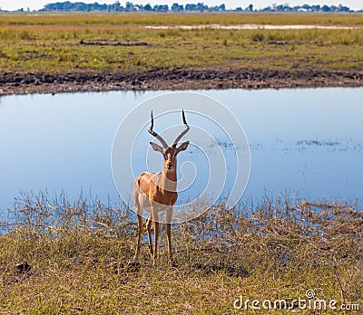 Impala (Aepyceros melampus) Stock Photo