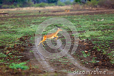 Impala Aepyceros melampus antelope jumping over bushes Stock Photo