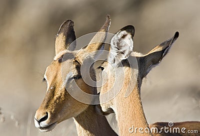 Impala, Impala, Aepyceros melampus Stock Photo