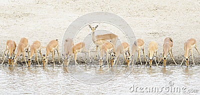 Impala herd drinking at waterhole Stock Photo