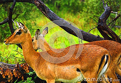 Impala (Aepyceros melampus) Stock Photo