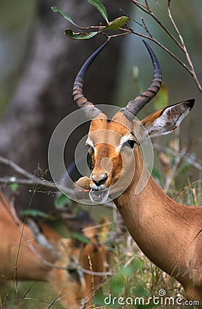 Impala, aepyceros melampus, Male with Red Billed Oxpecker, buphagus erythrorhynchus, Kenya Stock Photo