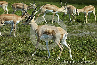 Impala (Aepyceros melampus) Stock Photo