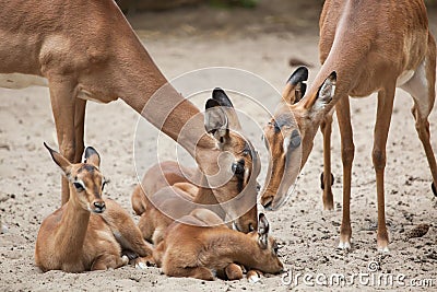 Impala Aepyceros melampus. Stock Photo