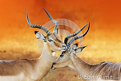 Impala affection during rutting season Stock Photo