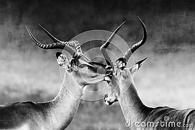 Impala affection between two male animals Stock Photo