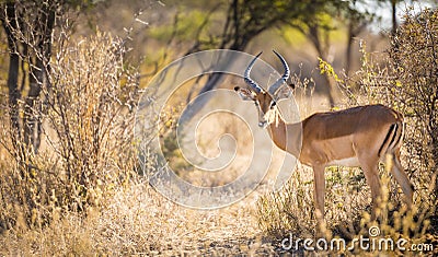 Impala Africa Stock Photo