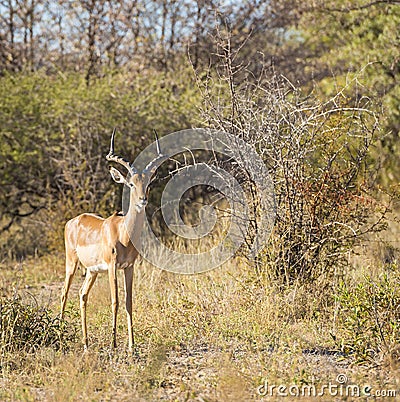 Impala Africa Stock Photo