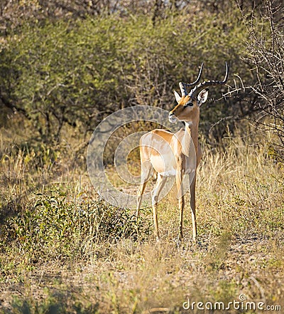 Impala Africa Stock Photo