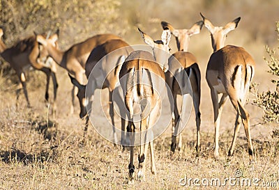 Impala Africa Stock Photo
