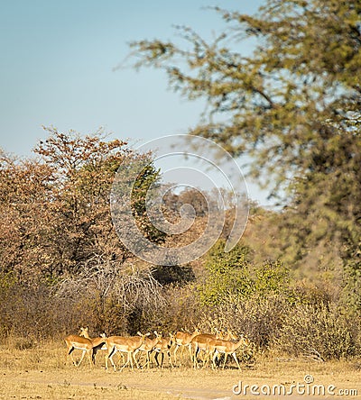 Impala Africa Stock Photo