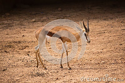 Impala from africa in the safari park, Thailand Stock Photo