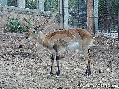 The Impala Africa Stock Photo