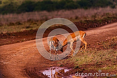Impala African Antelope Rooibok Wildlife Animals Mammals In Nairobi National Park Kenya East Africa Landscapes Fields Meadows Stock Photo