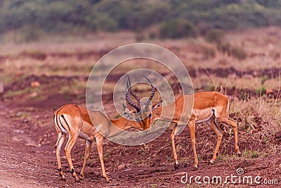 Impala African Antelope Rooibok Wildlife Animals Mammals In Nairobi National Park Kenya East Africa Landscapes Fields Meadows Stock Photo