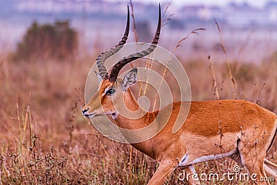 Impala African Antelope Savannah Grassland Wildlife Animal Mammals In The Nairobi National Park Kenya East Africa Landscapes Stock Photo