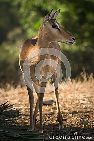 Impala antelope Stock Photo