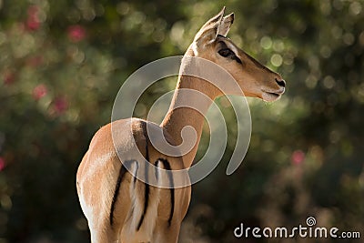 Impala antelope Stock Photo