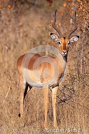 Impala antelope Stock Photo