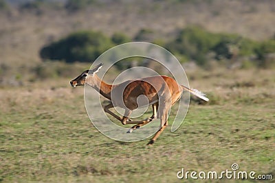 Impala antelope Stock Photo