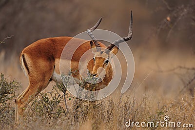 Impala Antelope (Aepyceros melampus) Stock Photo
