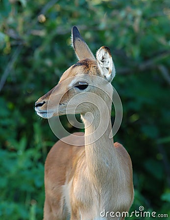 Impala antelope in Africa Stock Photo