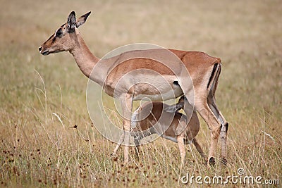Impala Antelope Baby and Mom Stock Photo