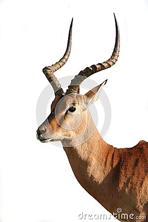 Impala Antelope - Isolated Stock Photo