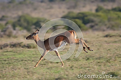 Impala antelope jumping Stock Photo