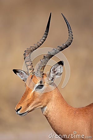 Impala antelope, Kruger park, South Africa Stock Photo