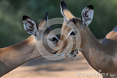 Impala antelope lambs showing affection Stock Photo