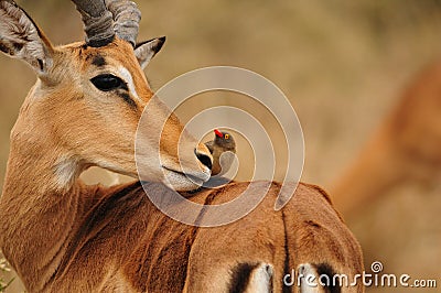 Impala Antelope and Oxpecker Stock Photo