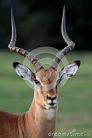 Impala Antelope Portrait Stock Photo