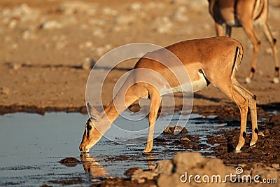Impala antelope at waterhole Stock Photo