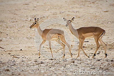 Impala antelopes Stock Photo