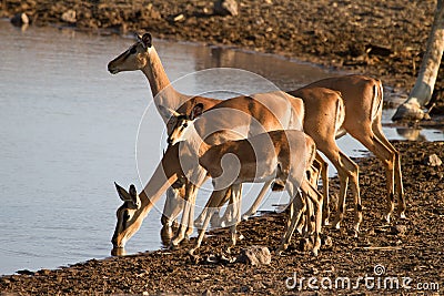 Impala antelopes Stock Photo