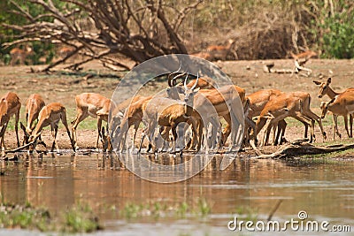 Impala antelopes Stock Photo