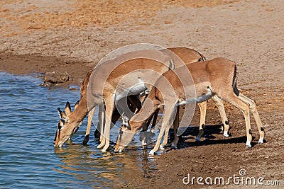 Impala antelopes drinking water Stock Photo