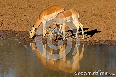 Impala antelopes drinking at a waterhole Stock Photo