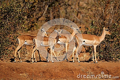 Impala antelopes - Kruger National Park Stock Photo
