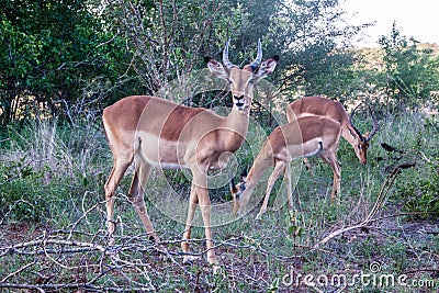 Impala antelopes in South Africa Stock Photo