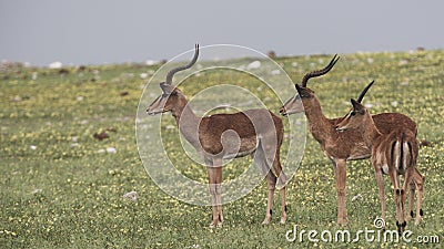 Impala antelopes Stock Photo